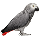 Congo African Grey Parrot from The Aviarist