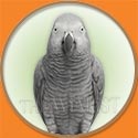 Congo African Grey Parrot from The Aviarist Seed Mix