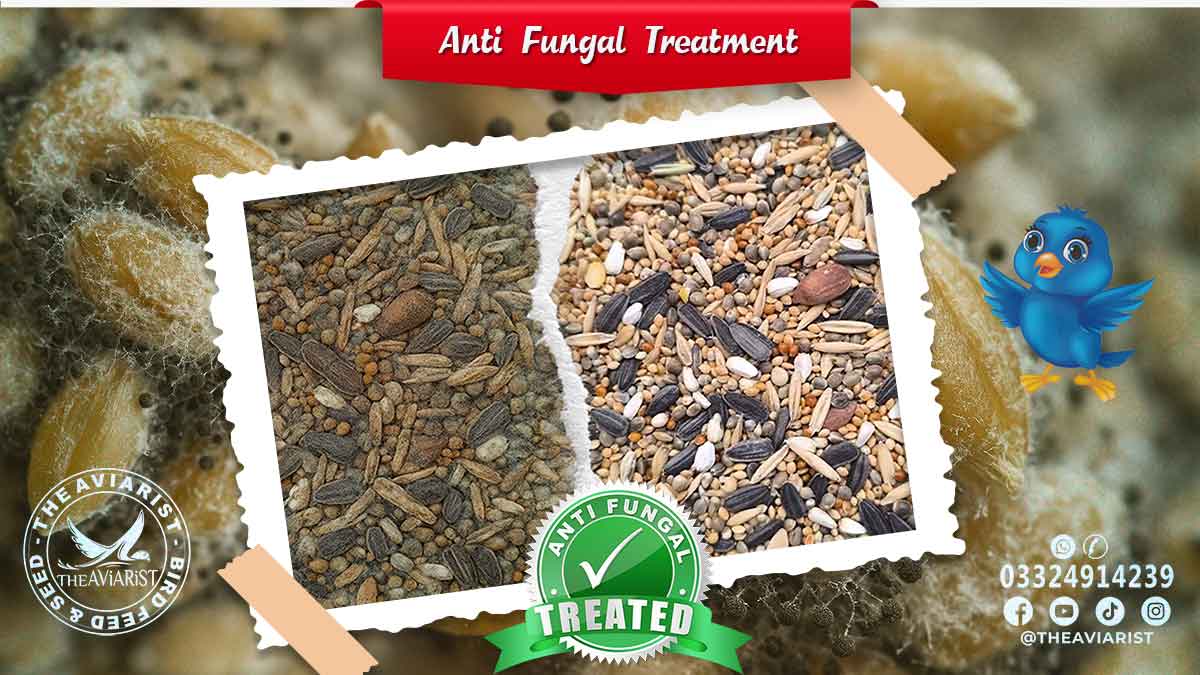 Bird Seed Mix With Anti Fungal Treatment