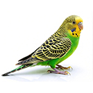 Budgerigar - Budgie from The Aviarist
