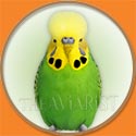 Sun Conure for The Aviarist Seed Mix
