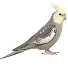Cockatiel from The Aviarist