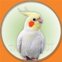 Cockatiel Picture from The Aviarist Seed Mix