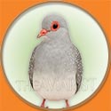 Diamond Dove Picture from The Aviarist Seed Mix