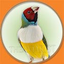 Gouldian Finch Picture from The Aviarist Seed Mix