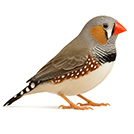 Finch from The Aviarist