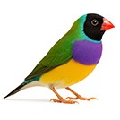 Gouldian Finch from The Aviarist