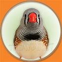 Finch Picture from The Aviarist Seed Mix