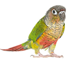 Conure Parrrot from The Aviarist