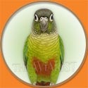 Green Cheek Conure Parrot Family Picture from The Aviarist Seed Mix