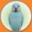 Indian Ring Neck Parrot Picture from The Aviarist Seed Mix