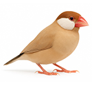Java Sparrow from The Aviarist