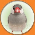 Java Sparrow Picture from The Aviarist Seed Mix