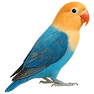 Green Personatus Lovebird from The Aviarist