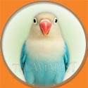 Lovebird for The Aviarist Seed Mix