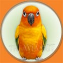 Sun Conure for The Aviarist Seed Mix